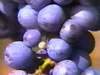 Let's Make Wine