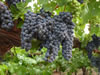 Seven Wonderful Fruits of Israel